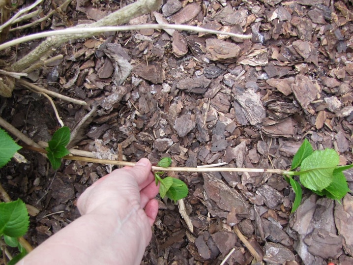 Гортензия дуболистная садовая посадка и уход в открытом грунте