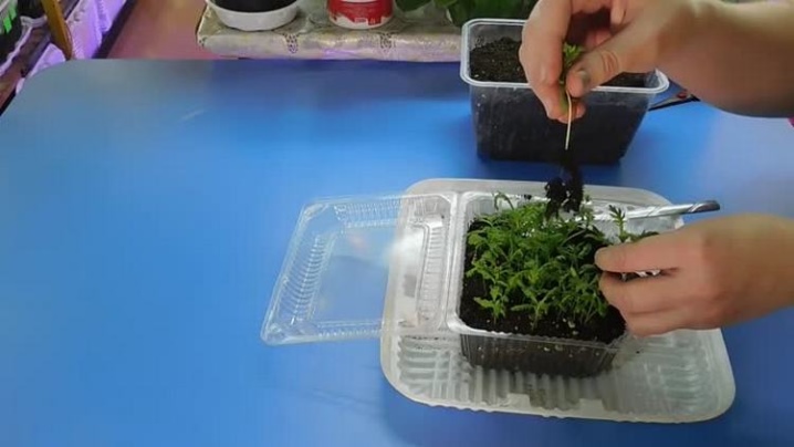 Выращиваем хризантемы из семян в домашних условиях