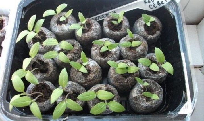 Как вырастить гортензию из семян чтобы она быстро зацвела