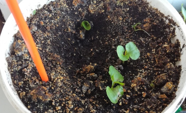 Как вырастить гортензию из семян чтобы она быстро зацвела