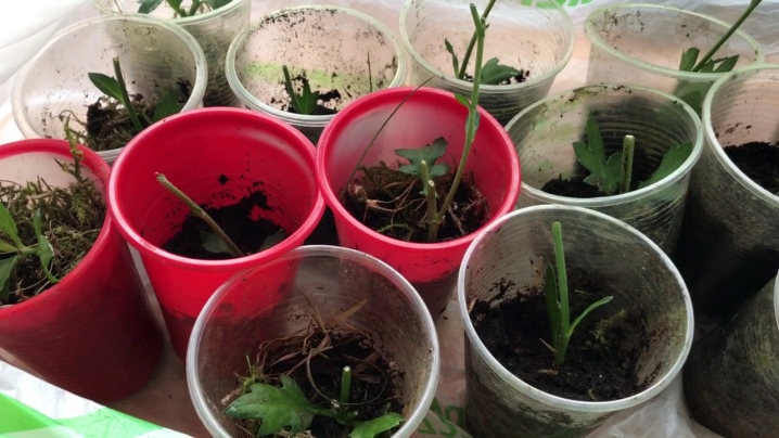 Как правильно выращивать кустовую хризантему для срезки?
