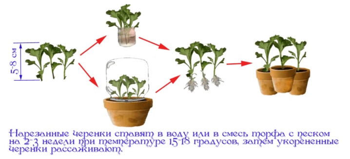 Как вырастить хризантему из стебля thumbnail