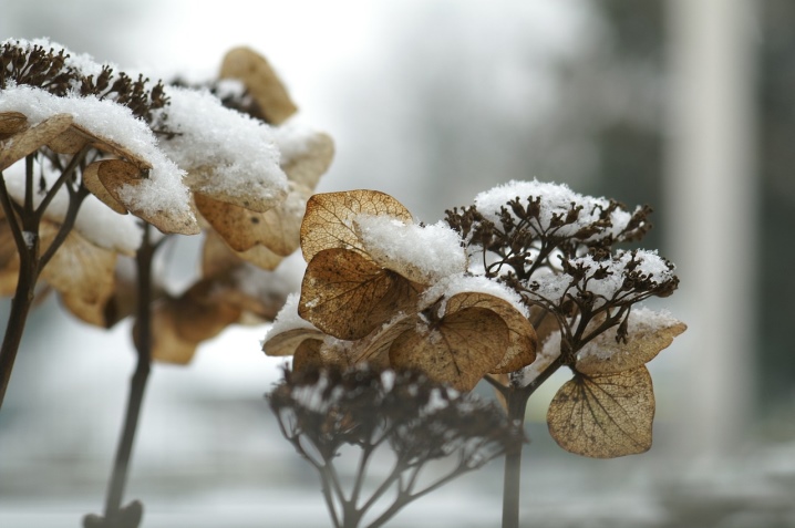 Гортензия садовая посадка и уход в открытом грунте зимовка