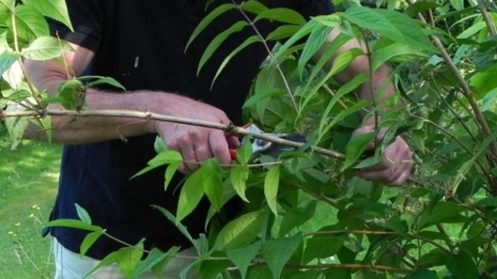 Чубушник садовая посадка и уход в открытом грунте