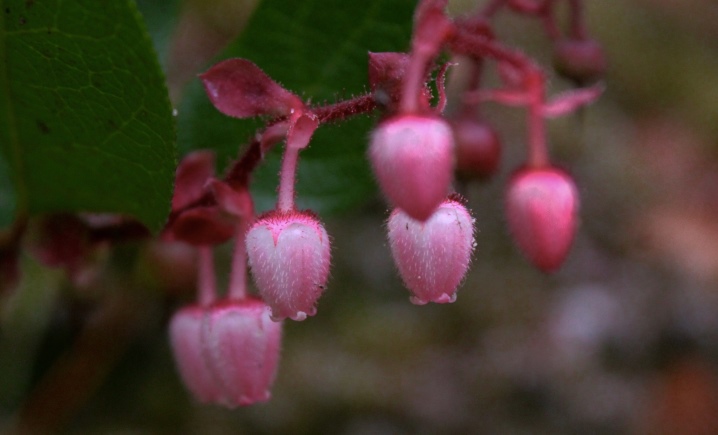 Цветок гаультерия Уход в домашних условиях Выращивание в открытом грунте Размножение