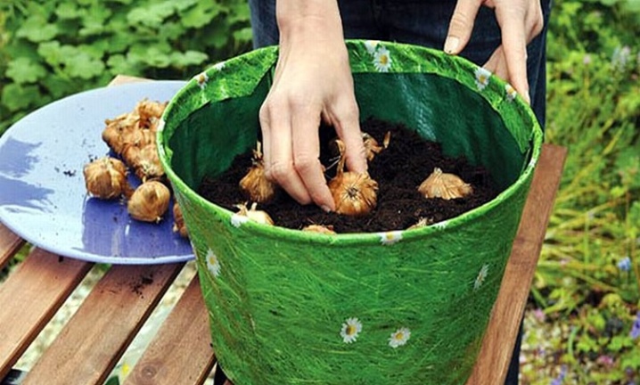 Можно ли выращивать гладиолусы летом в горшках в саду?