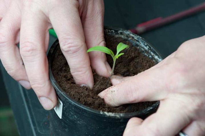 Как выращивать флоксы из семян в домашних условиях?
