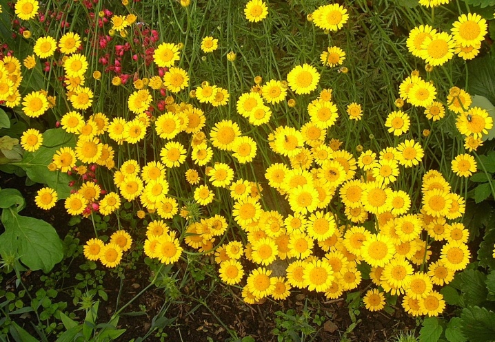 Цветы Цветущие Желтыми Цветами Фото