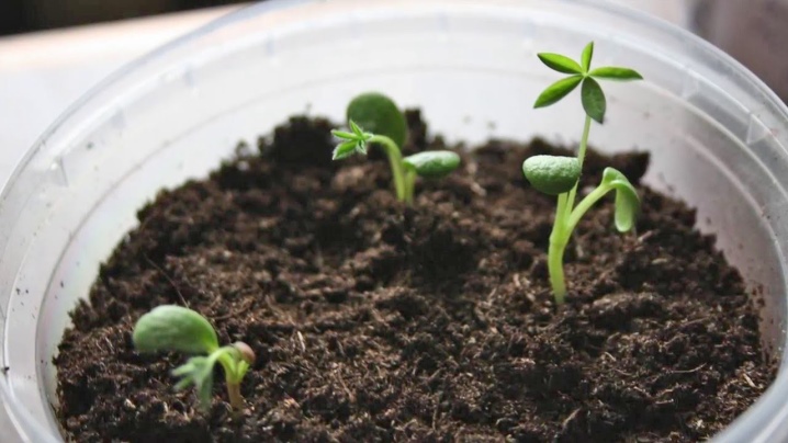Как вырастить люпины из семян на даче