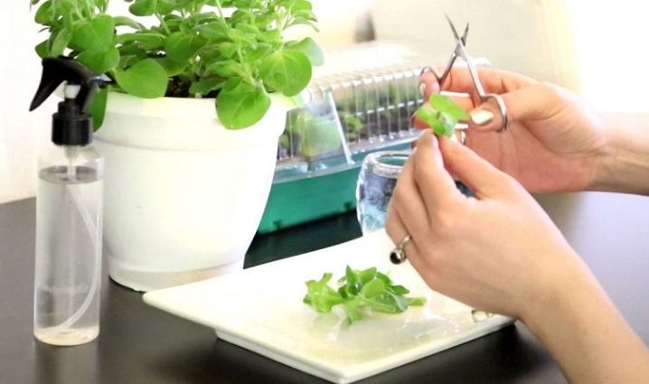Агератум можно ли выращивать как комнатное растение