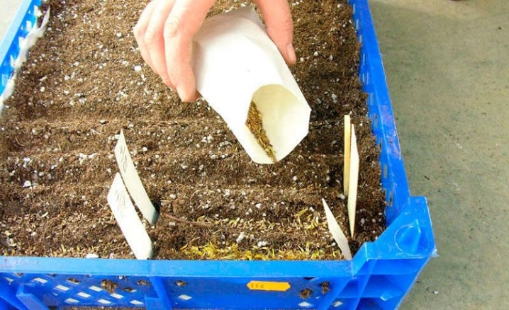 Агератум можно ли выращивать как комнатное растение