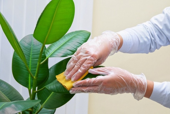 Белокрылка на комнатных растениях: как избавиться?