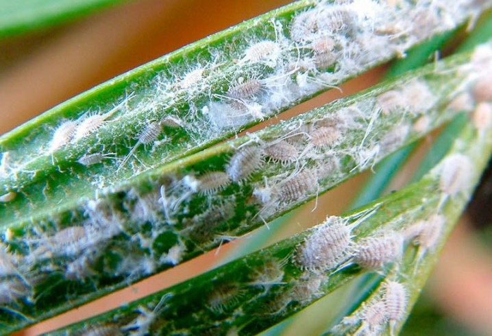 Как вылечить белый налет на растениях