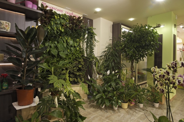 Комнатные Растения В Интерьере Квартиры Фото