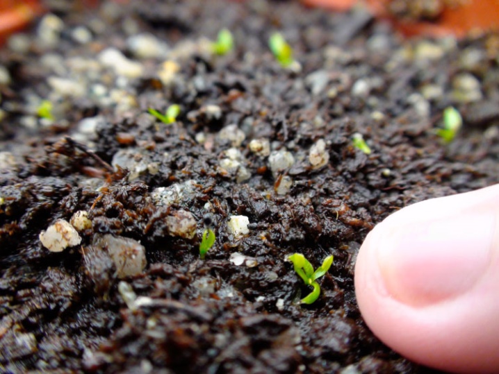 Как вырастить семена венериной мухоловки