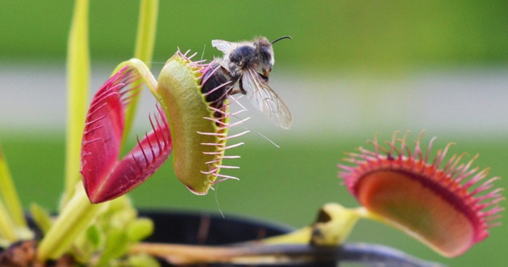 Как вырастить семена венериной мухоловки