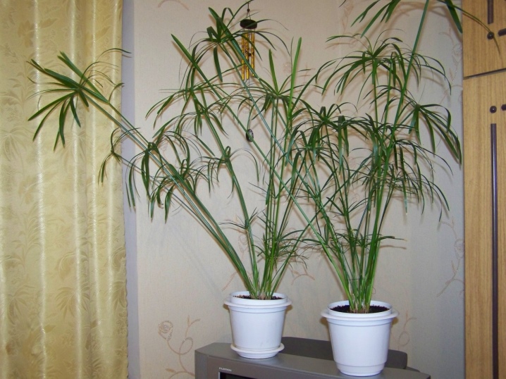 Пальмовые Комнатные Растения Фото И Названия