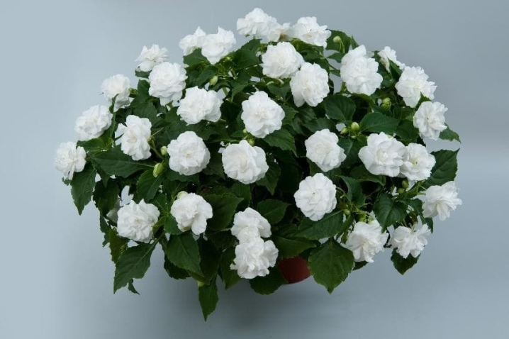 Комнатные Цветы Белого Цвета Фото