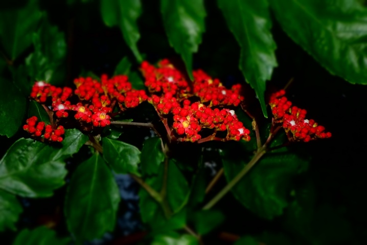 Мелкие Цветы Фото