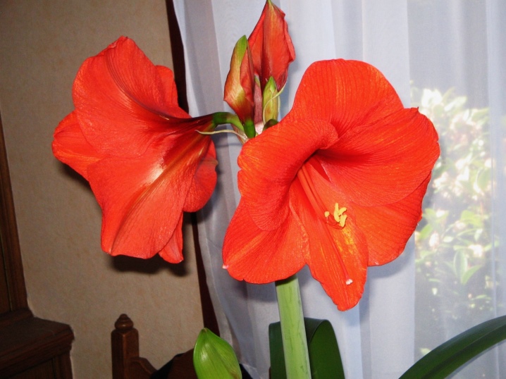 Комнатные Растения Фото И Названия Цветущие Красным
