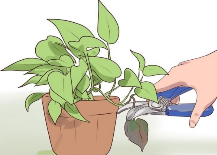 Паутинный клещ на комнатных растениях: методы борьбы