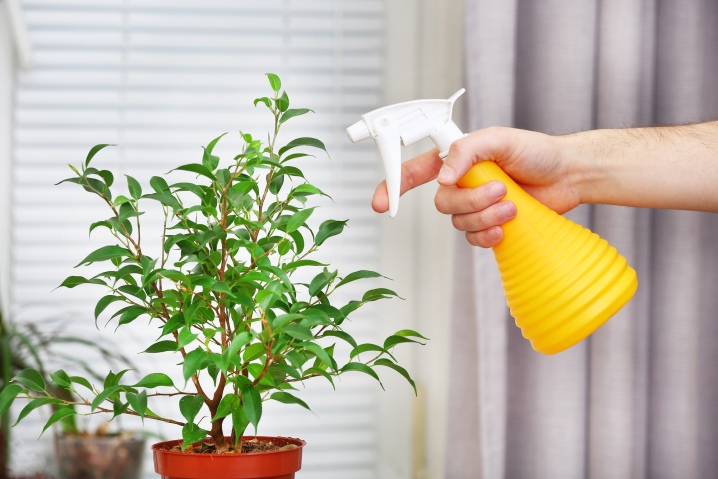 Полезна ли перекись водорода комнатным растениям