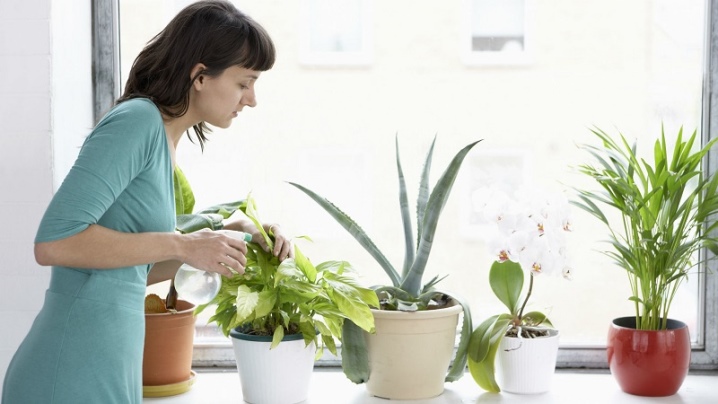Как выращивать домашние цветы в домашних условиях?