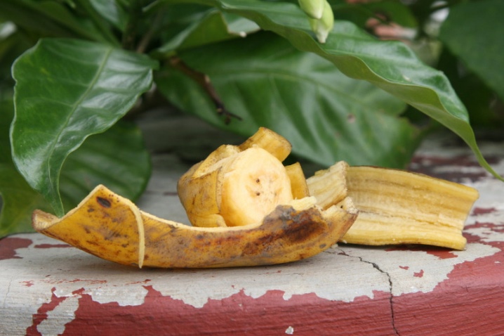 Банановая настойка для полива комнатных растений рецепт приготовления в домашних условиях