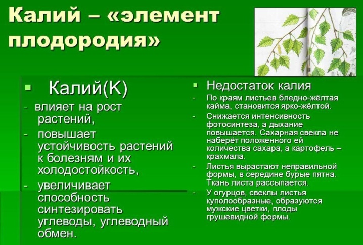 Кожура банана полезна для комнатных растений