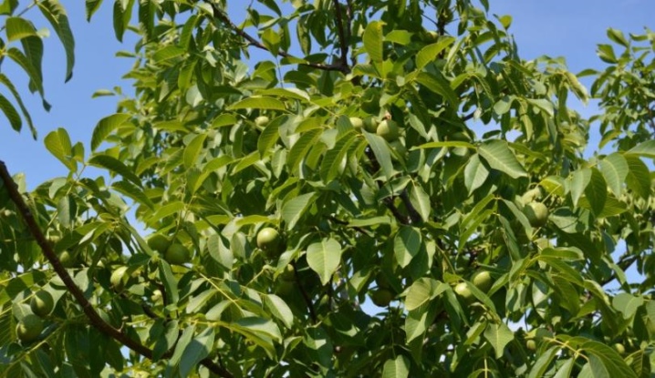 Листья ореха грецкого польза и вред на огороде