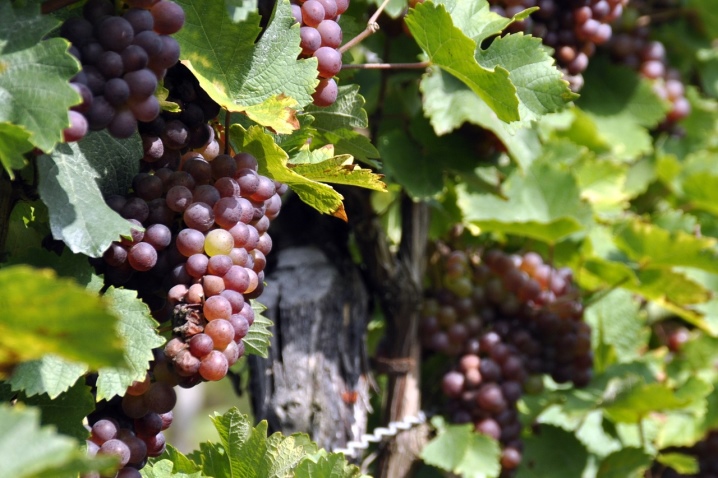 Обработка винограда железным купоросом: борьба с заболеваниями и профилактические меры