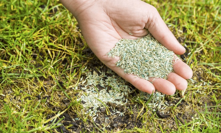Газонная трава DLF: семена газона. Какую смесь лучше выбрать? Отзывы