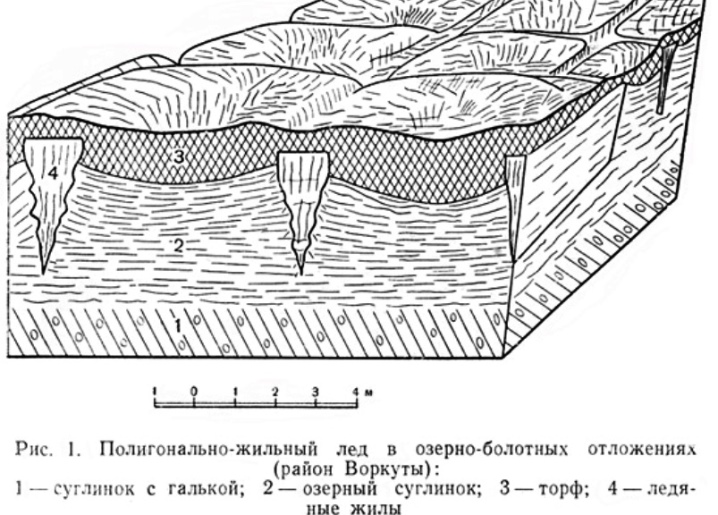 Какие почвы в тундре и их свойства