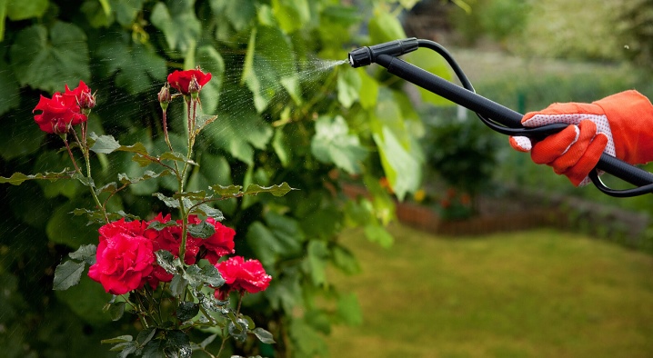 Как вылечить розу от мучнистой росы фото