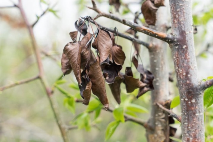 Как вылечить грушу чернеют листья