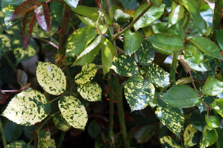 Мозаичные болезни растений. Поражение, пятна зеленого или белого цвета на листьях и плодах. Признаки, симптомы, лечение, профилактика