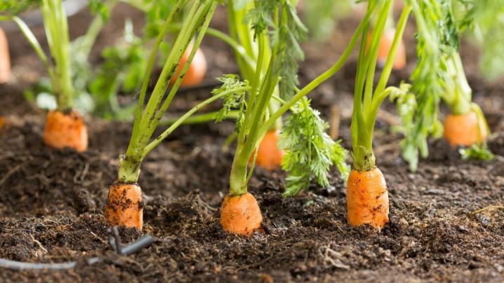 можно ли сажать морковь после лука