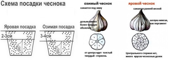 Когда сажать чеснок в 2023. Схема посадки озимого чеснока. Схема посадки чеснока под зиму. Схема посадки чеснока осенью под зиму. Схема посадки чеснока и глубина.