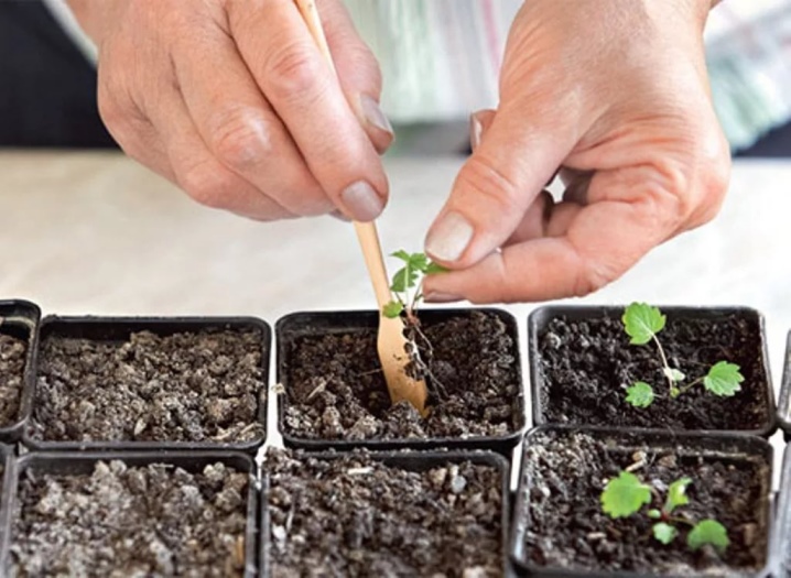 Семена клубники из клубники; выращивание в домашних условиях: рассада и посадка
