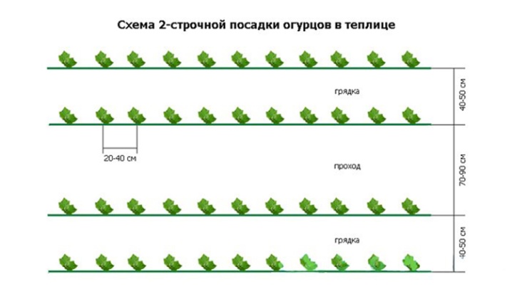 Схема посадки огурцов в теплице из поликарбоната 3х4 планировка фото и описание