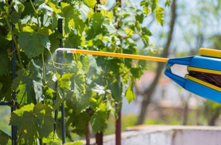 Надежное и простое средство от оидиума винограда – коллоидная сера