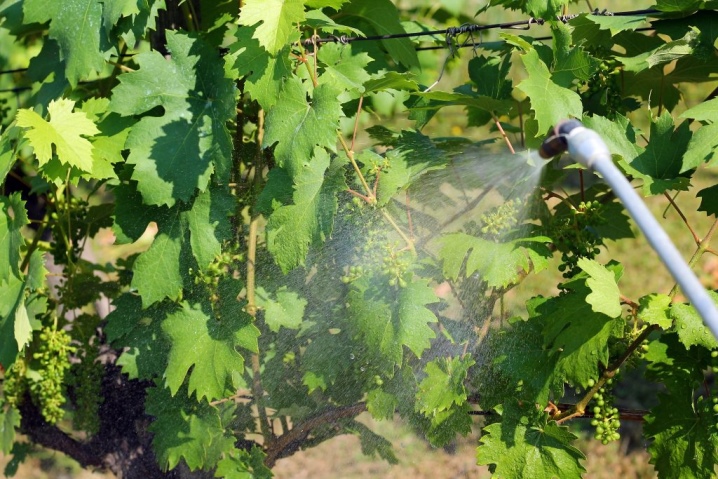 Надежное и простое средство от оидиума винограда – коллоидная сера