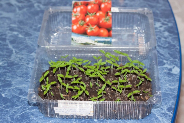 Как прорастить семена помидоров перед посадкой