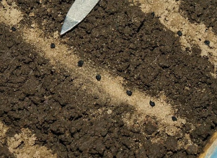 Как сажать лук-чернушку на рассаду в 2017