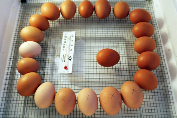 Сколько собирать яйца для инкубатора. Гусиные яйца в инкубаторе. Инкубация гусиных яиц овоскоп. Инкубационное яйцо куриное по дням.
