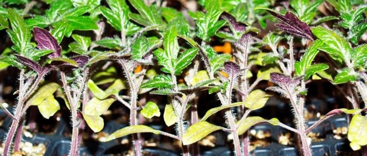 У рассады томатов фиолетовые листья и стебель: что делать и как предотвратить