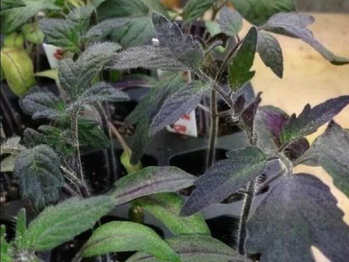 У рассады томатов фиолетовые листья и стебель: что делать и как предотвратить