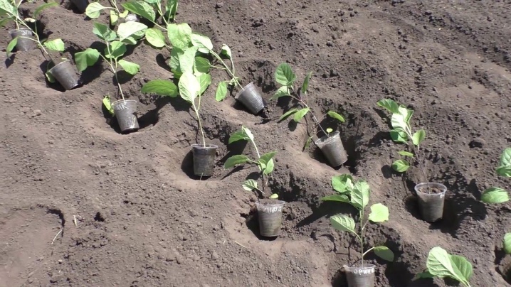 Посадка баклажан в открытый грунт: выращивание из семян и из рассады
