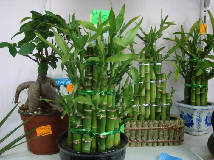 Комнатные Растения Бамбук Фото