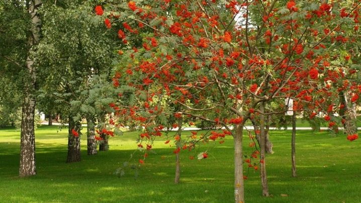 Рябина Фото Дерева И Листьев И Плодов